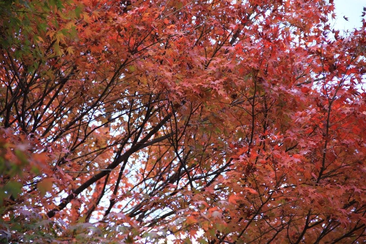 f:id:moritotora:20211003233702j:plain