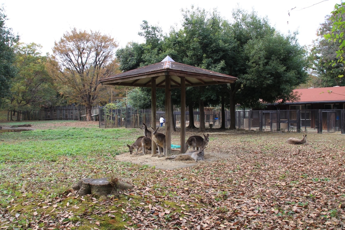f:id:moritotora:20211121171904j:plain