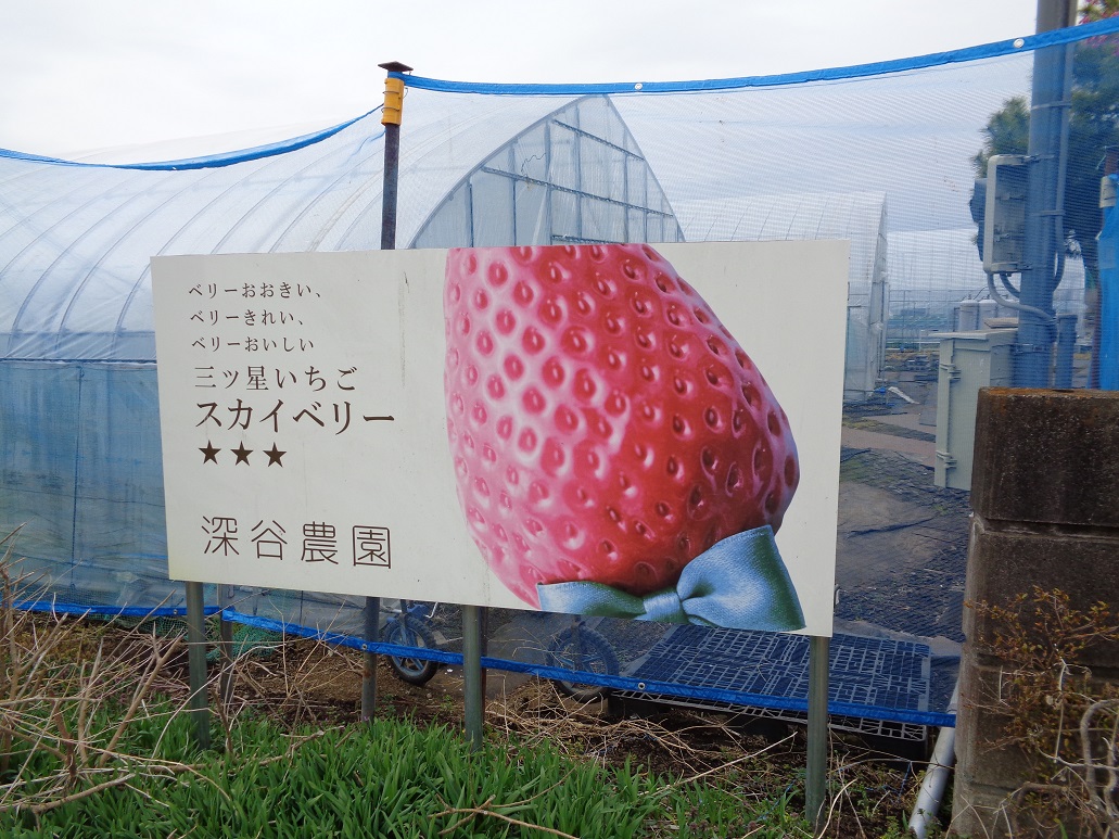 f:id:moritotora:20220403194745j:plain