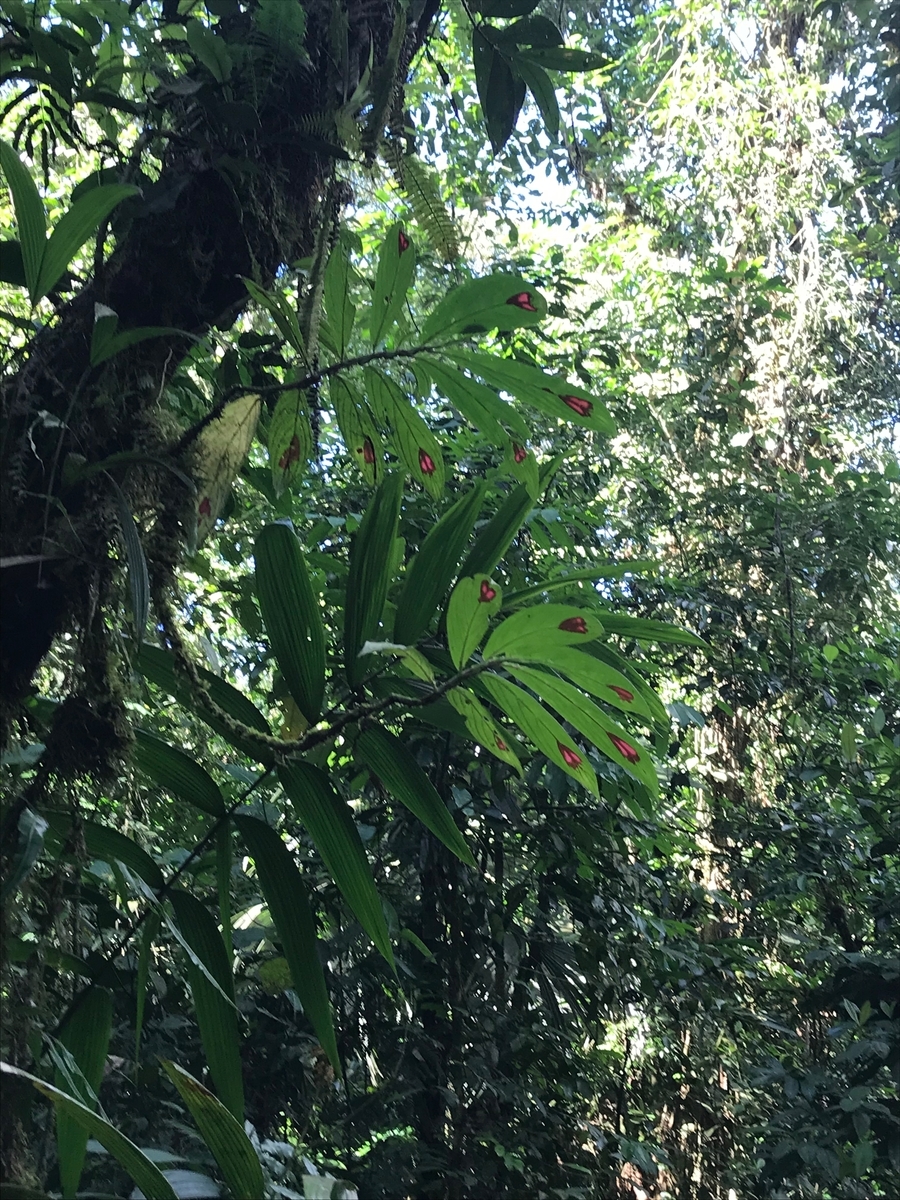 f:id:morityon:20190605030716j:plain f:id:morityon:20190605030716j:plain