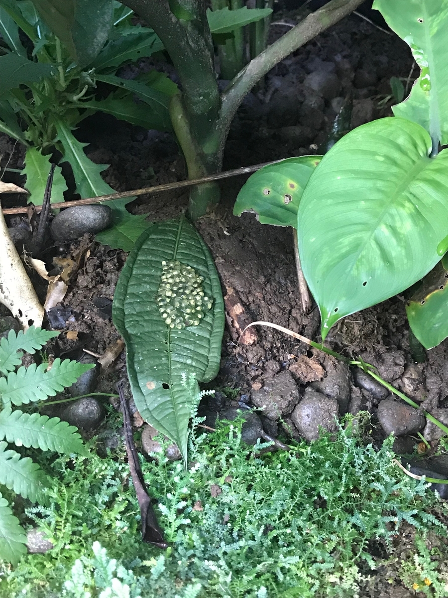 f:id:morityon:20190605031749j:plain f:id:morityon:20190605031749j:plain