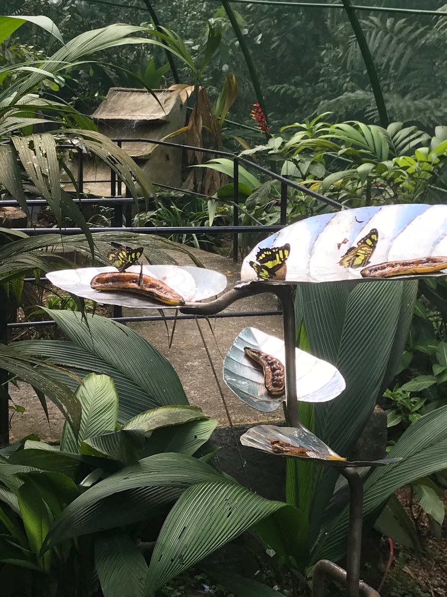 f:id:morityon:20190605032449j:plain f:id:morityon:20190605032449j:plain