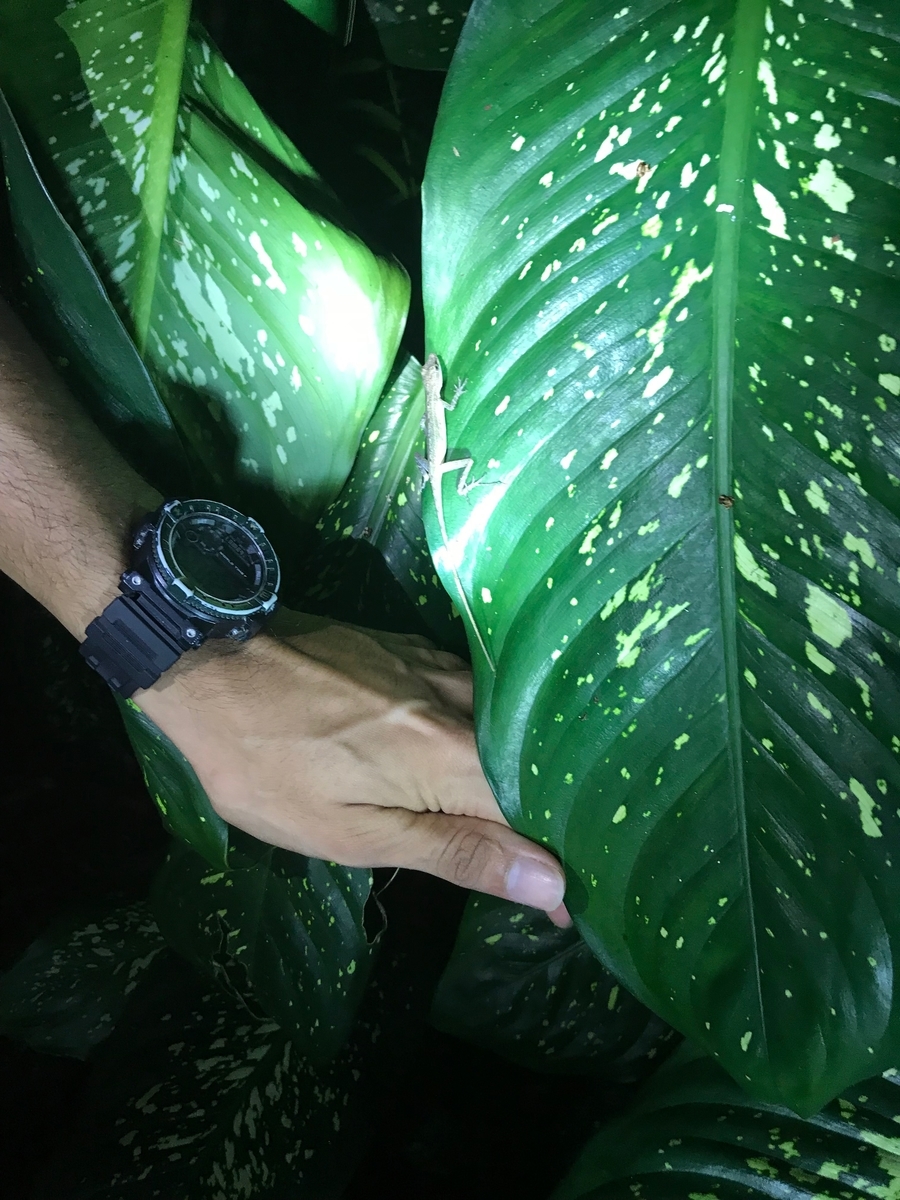 f:id:morityon:20190606021903j:plain