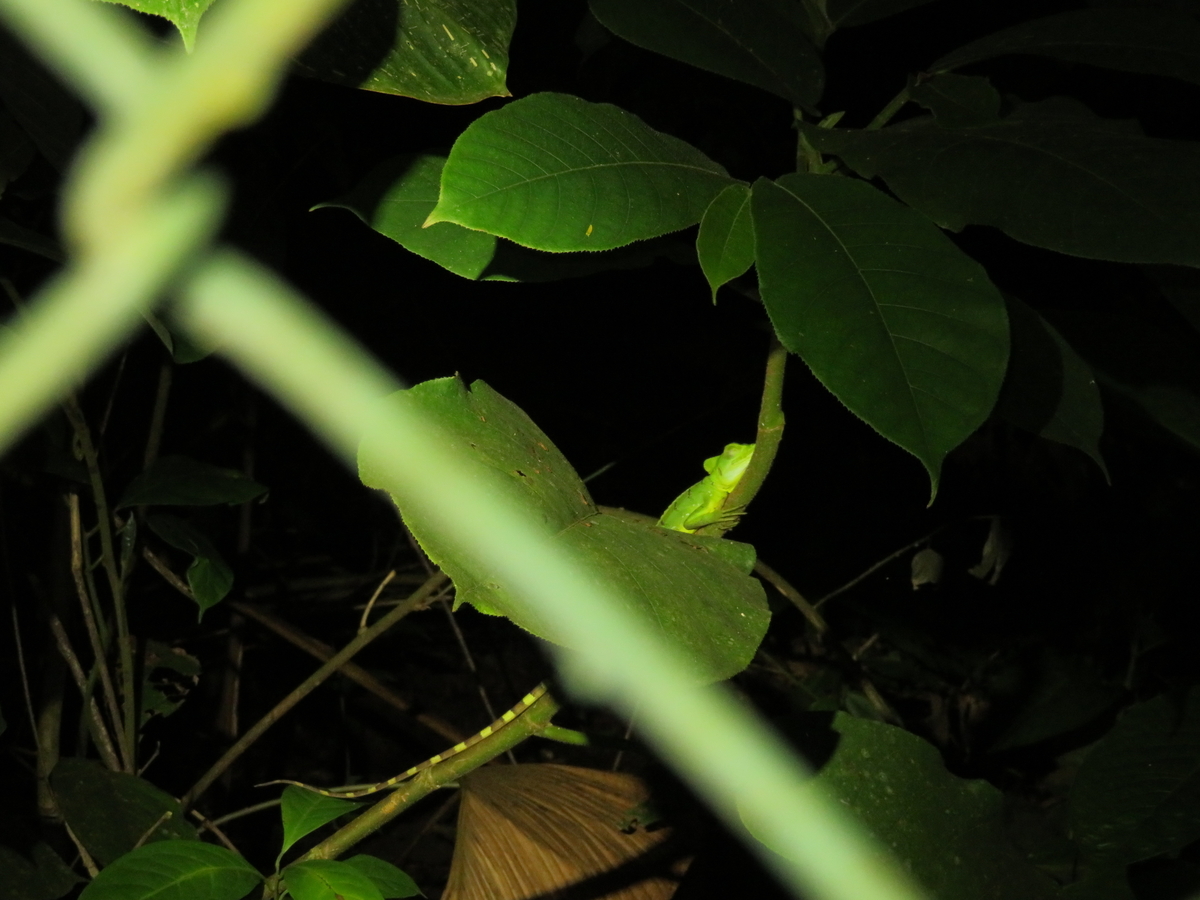 f:id:morityon:20190606022935j:plain