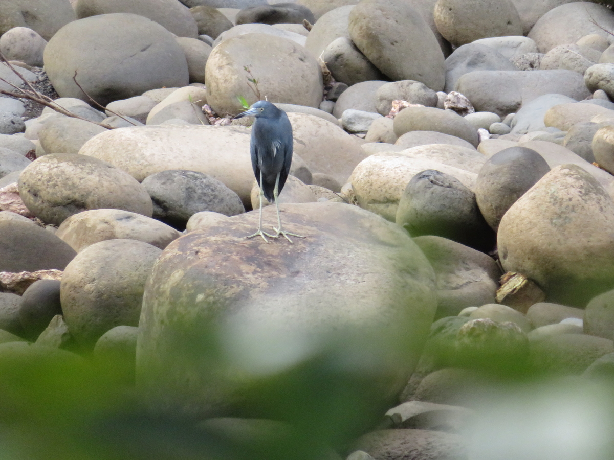 f:id:morityon:20190606024148j:plain