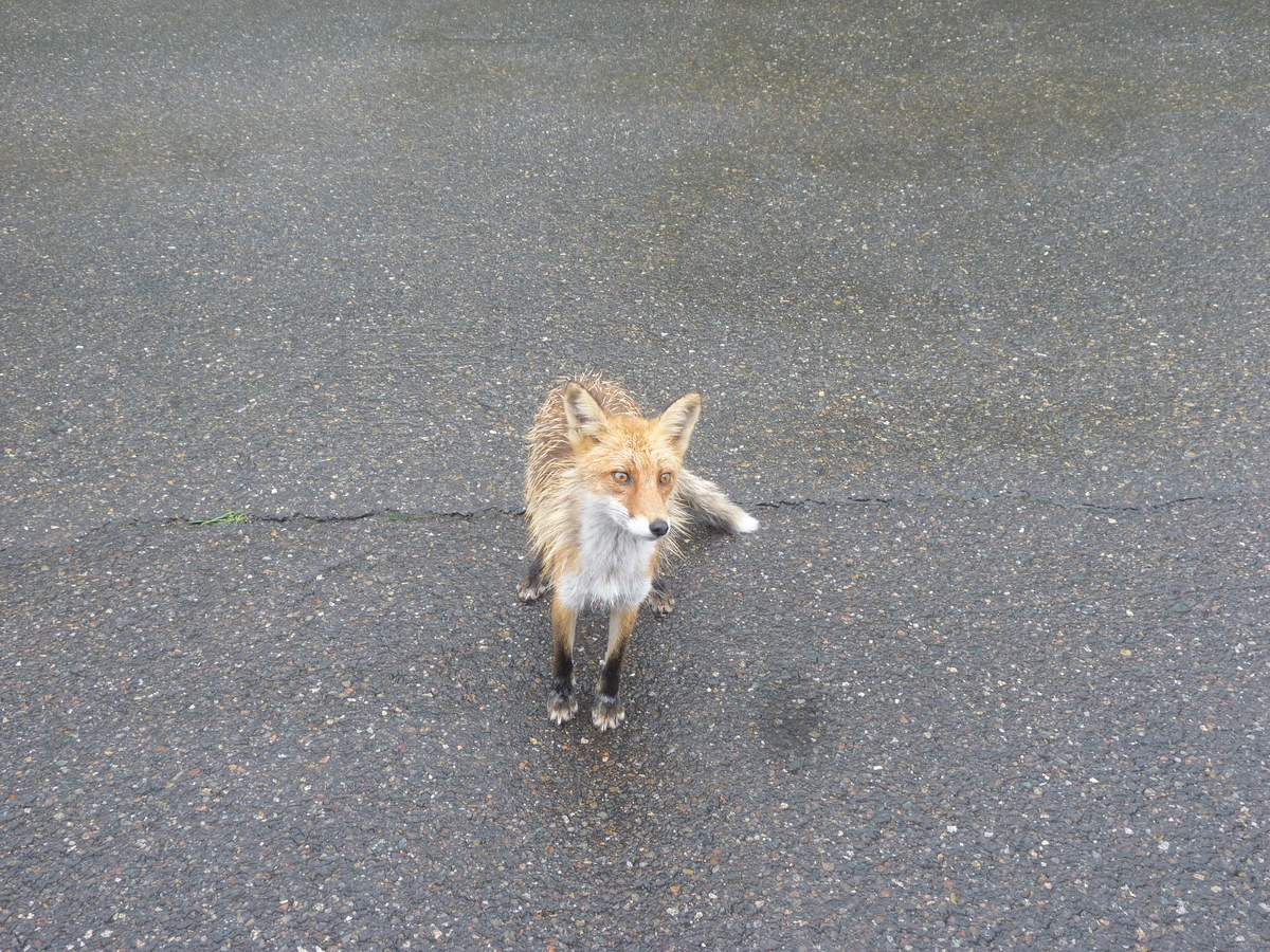 雨に濡れたキタキツネ