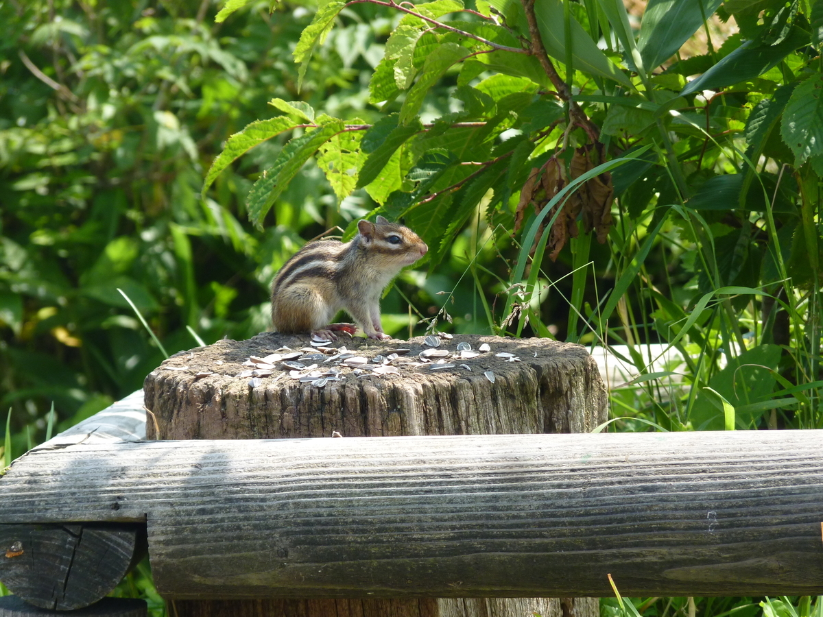 シマリス