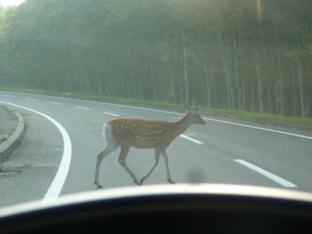道路を渡るエゾシカ