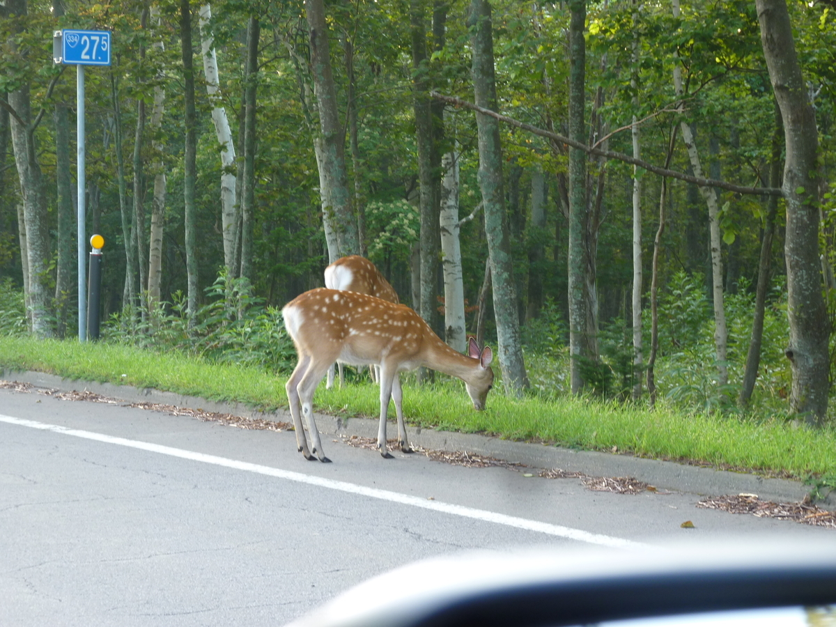 道路脇で草を食べるエゾシカ