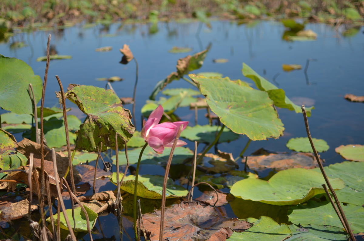 池に咲く蓮の花