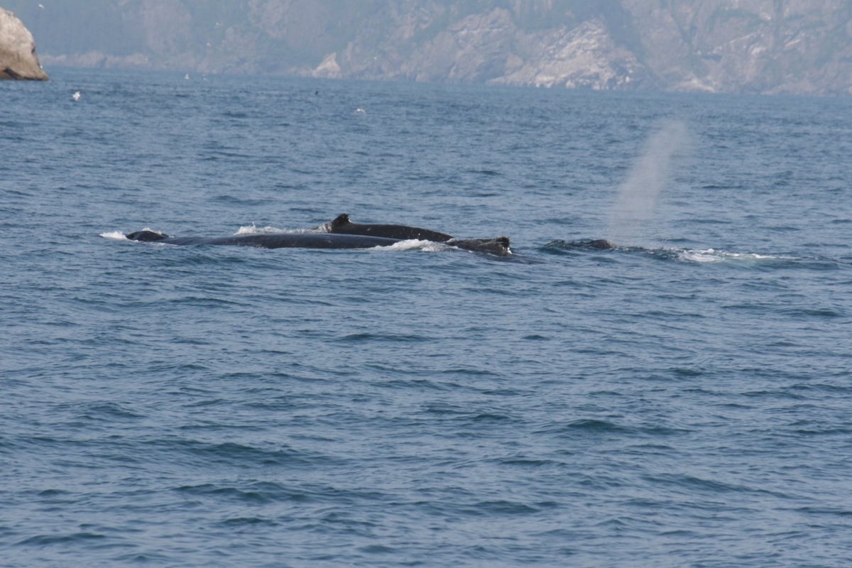 ザトウクジラの親子