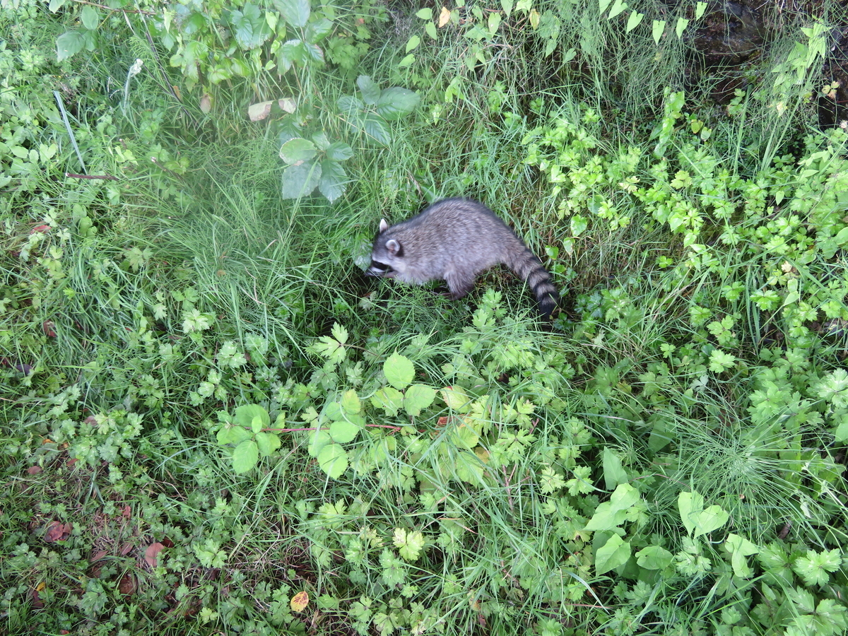 アライグマの子供