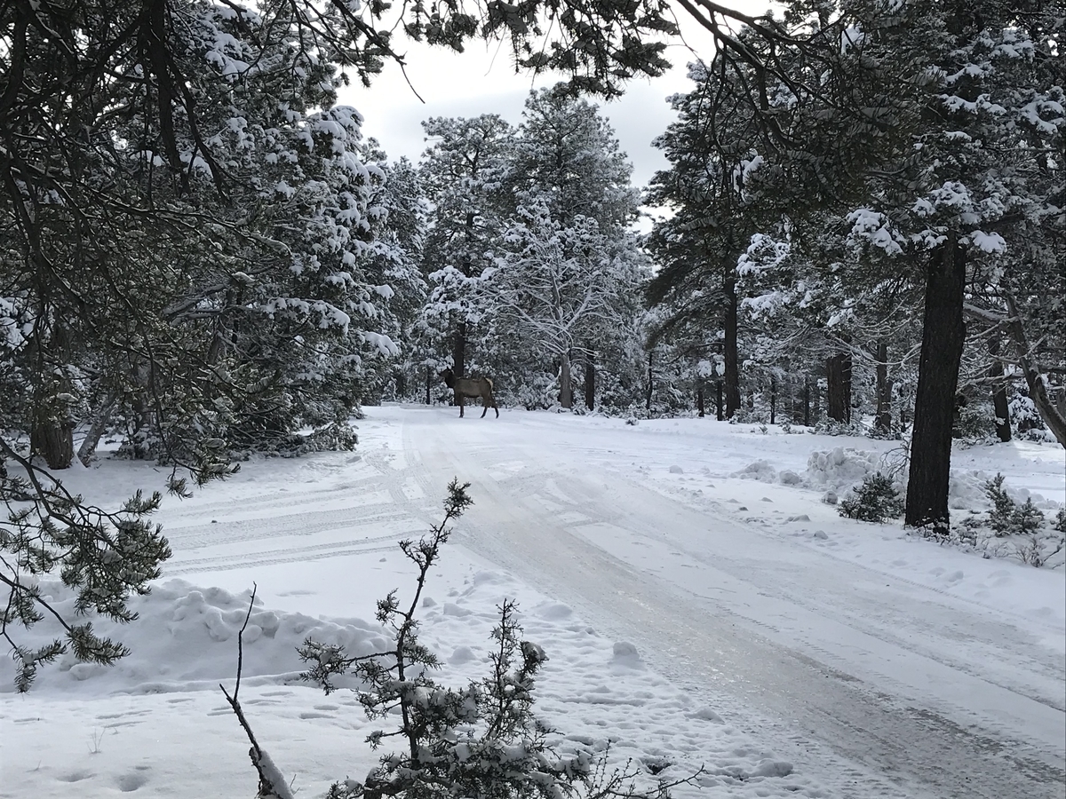 雪道を歩く鹿