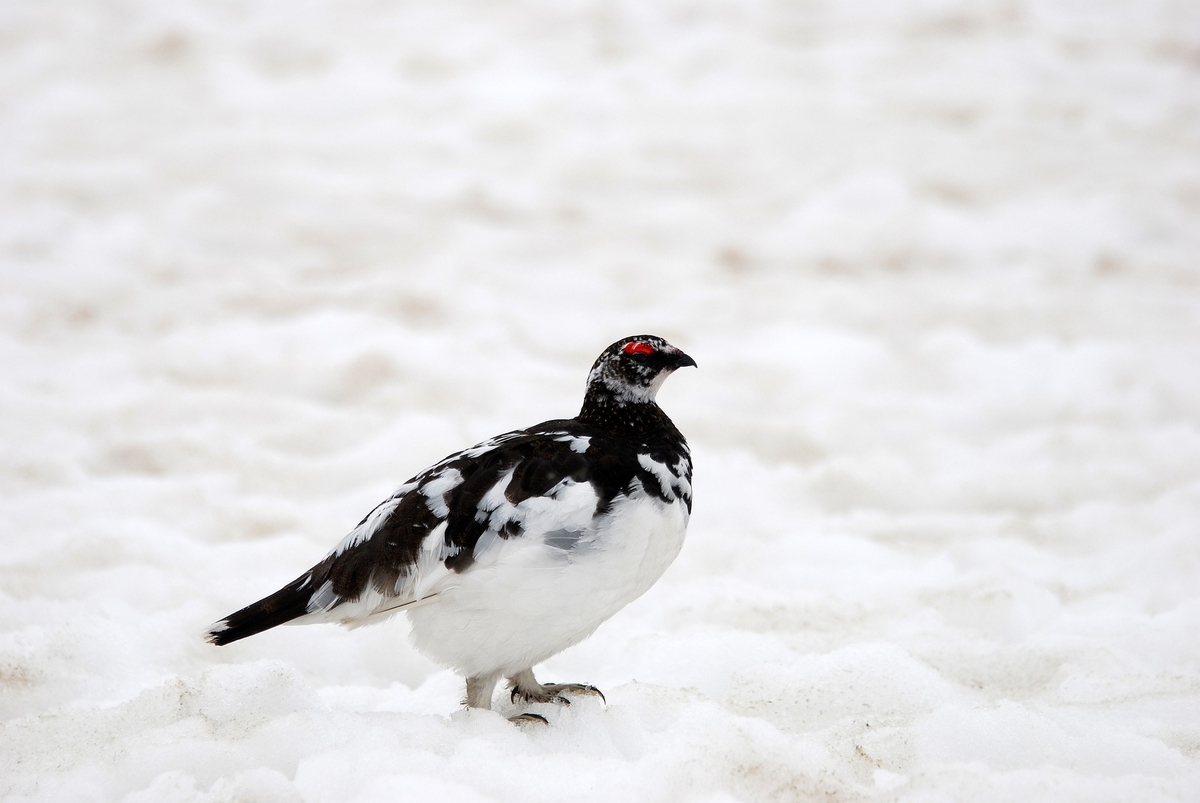 雷鳥のイメージ写真