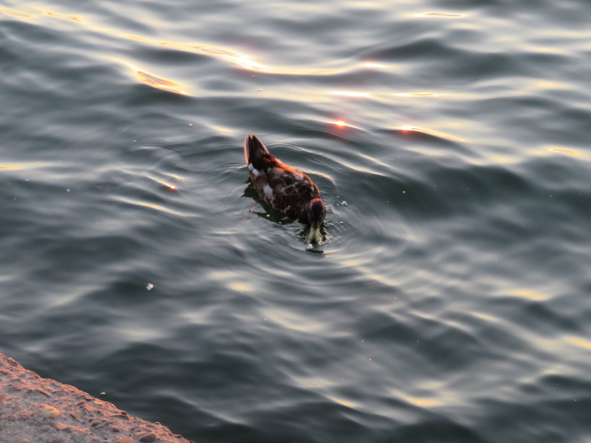 湖のカモ