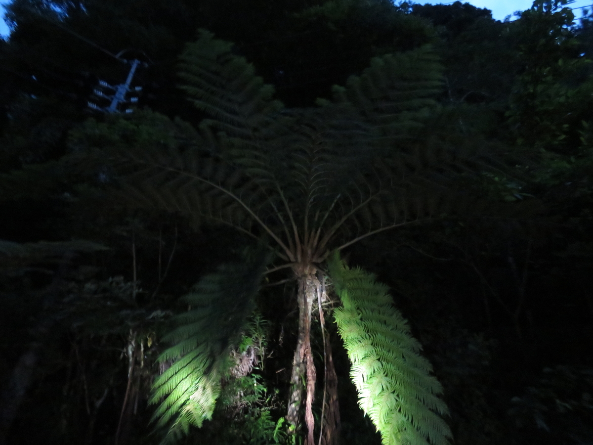 シダ植物