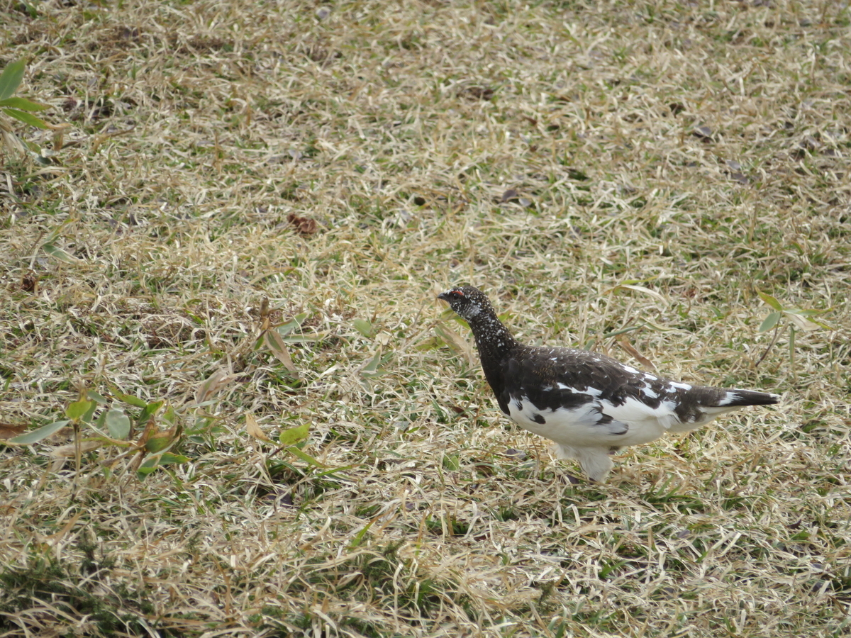 ライチョウ