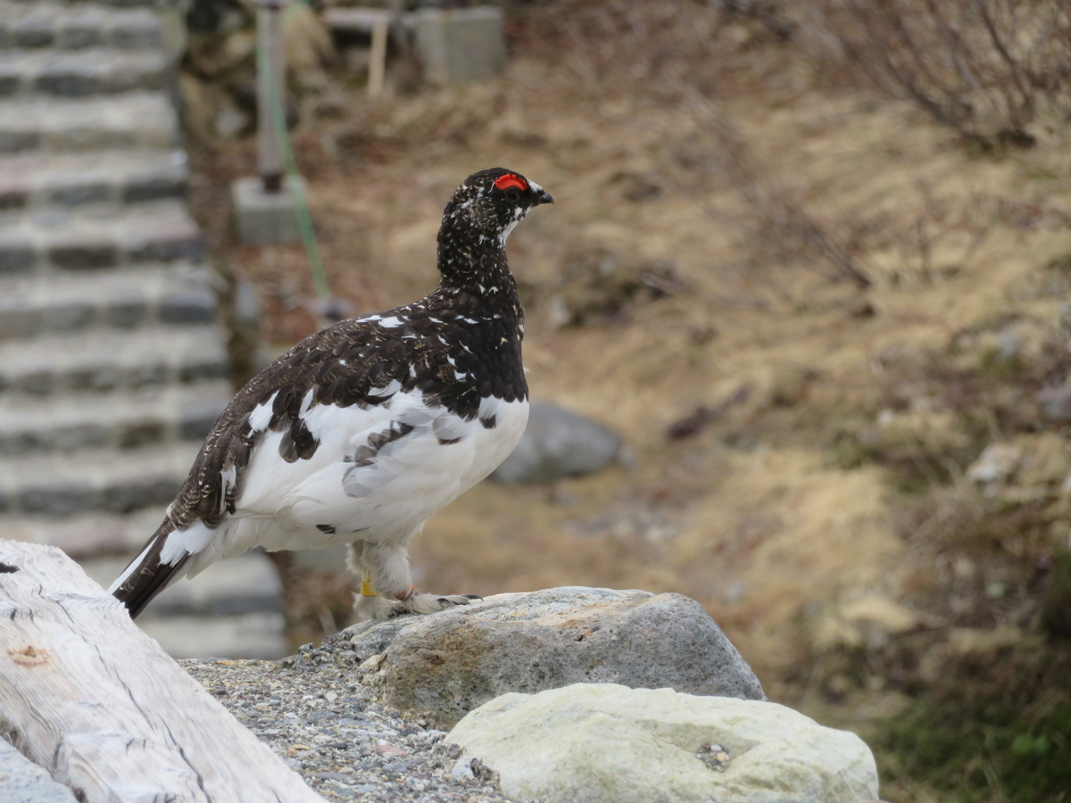 ライチョウ