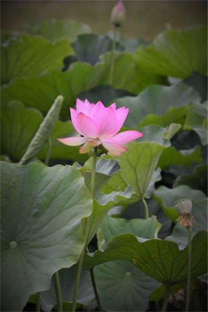 f:id:moriwa14911:20170618144111j:image f:id:moriwa14911:20170618144111j:image
