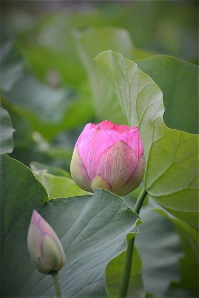 f:id:moriwa14911:20170618144136j:image f:id:moriwa14911:20170618144136j:image