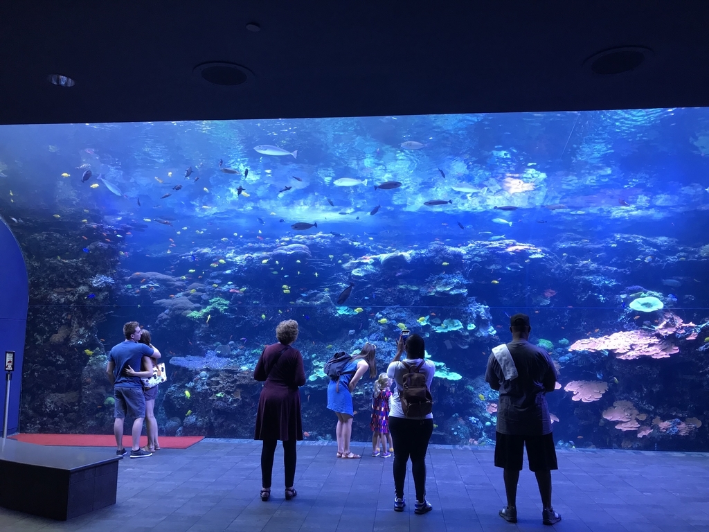 アトランタ旅行記5 3日目その1 アメリカンな水族館 自己満足の殿堂 アトランタ旅行記5 3日目その1 アメリカンな水族館 自己満足の殿堂