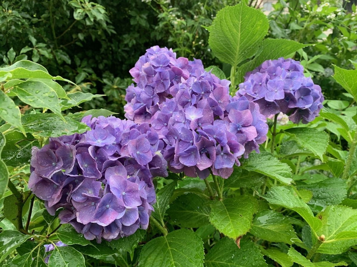 f:id:moriyamatomohito:20200613231914j:plain f:id:moriyamatomohito:20200613231914j:plain