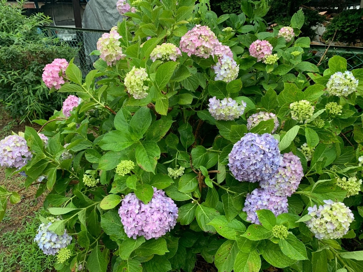 f:id:moriyamatomohito:20200613232007j:plain f:id:moriyamatomohito:20200613232007j:plain