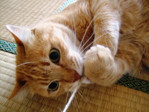 f:id:moriyu:20030101000015j:image:right