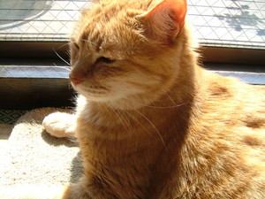 f:id:moriyu:20080423171929j:image:right