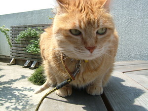 f:id:moriyu:20080423172409j:image:right