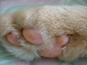 f:id:moriyu:20080809003615j:image:right