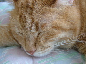 f:id:moriyu:20080809003616j:image:right