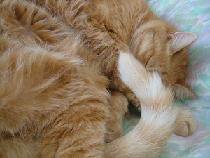 f:id:moriyu:20080907005904j:image