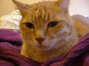 f:id:moriyu:20090227034312j:image:right