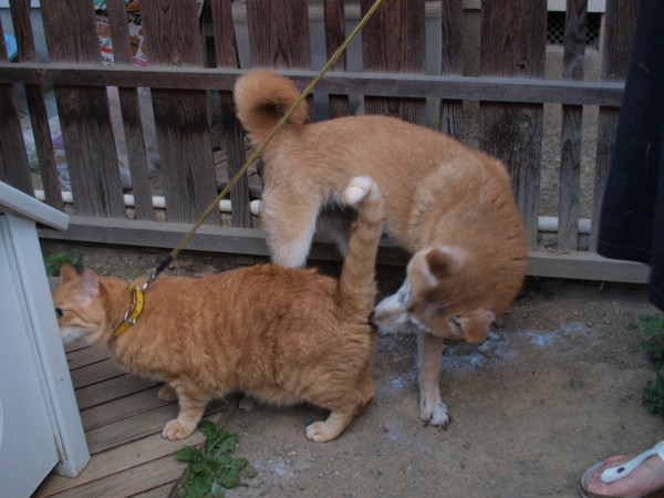 f:id:moriyu:20090719074532j:image