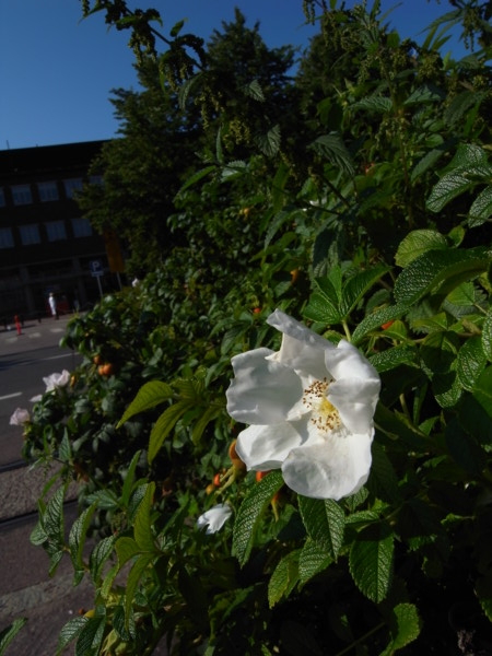 f:id:moriyu:20090809234503j:image