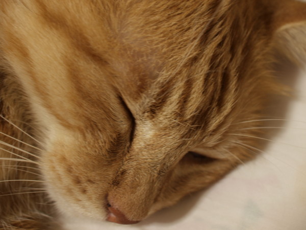 f:id:moriyu:20090816115939j:image