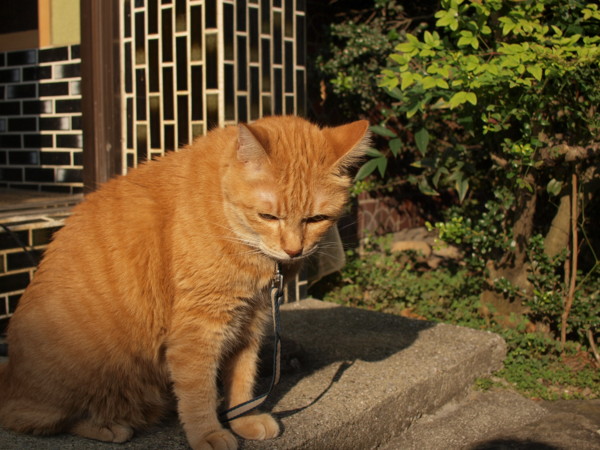 f:id:moriyu:20090818221727j:image