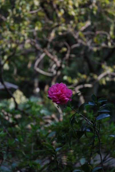 f:id:moriyu:20091101102253j:image