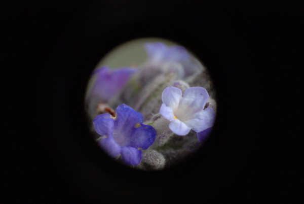 f:id:moriyu:20100411180101j:image