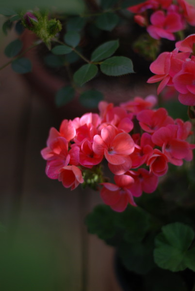 f:id:moriyu:20100518075909j:image