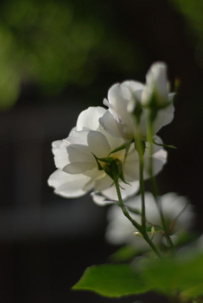 f:id:moriyu:20100522122823j:image