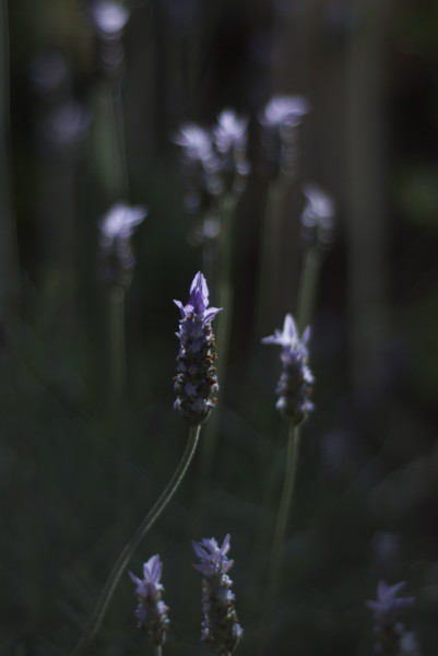 f:id:moriyu:20100525083607j:image