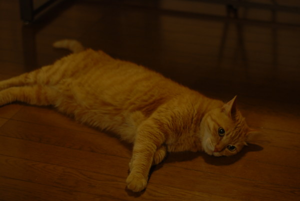 f:id:moriyu:20100711060112j:image