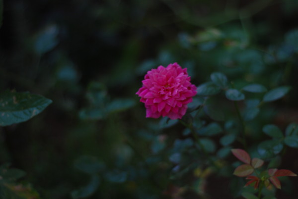f:id:moriyu:20100725135617j:image
