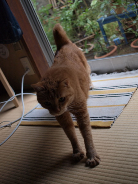 f:id:moriyu:20100731145414j:image