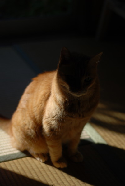 f:id:moriyu:20100919064005j:image