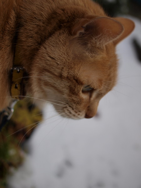 f:id:moriyu:20110219185235j:image