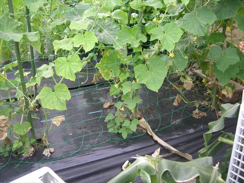 シカクマメの開花 - 私(mori爺)の畑日記