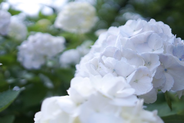 f:id:morizo-nya:20190702090528j:image f:id:morizo-nya:20190702090528j:image